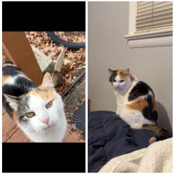 Lost Female Cat last seen New Hope road, Berkeley Springs, WV 25411