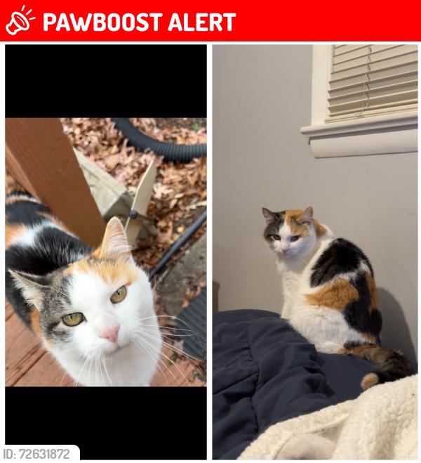 Lost Female Cat last seen New Hope road, Berkeley Springs, WV 25411