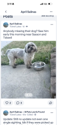 Lost Male Dog last seen Tidwell lakes , Tidwell Lakes, TX 77044