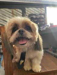 Lost Male Dog last seen Próximo ao valão, Dom Rodrigo, RJ 26260-250