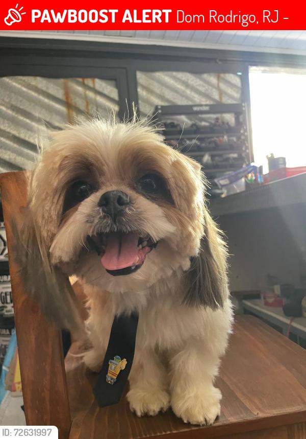 Lost Male Dog last seen Próximo ao valão, Dom Rodrigo, RJ 26260-250