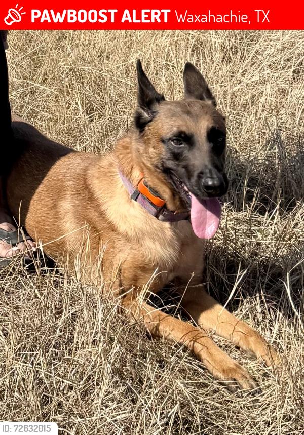 Lost Female Dog last seen Near FM  55 waxahchie , Waxahachie, TX 75167