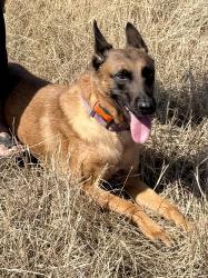 Lost Female Dog last seen Near FM  55 waxahchie , Waxahachie, TX 75167