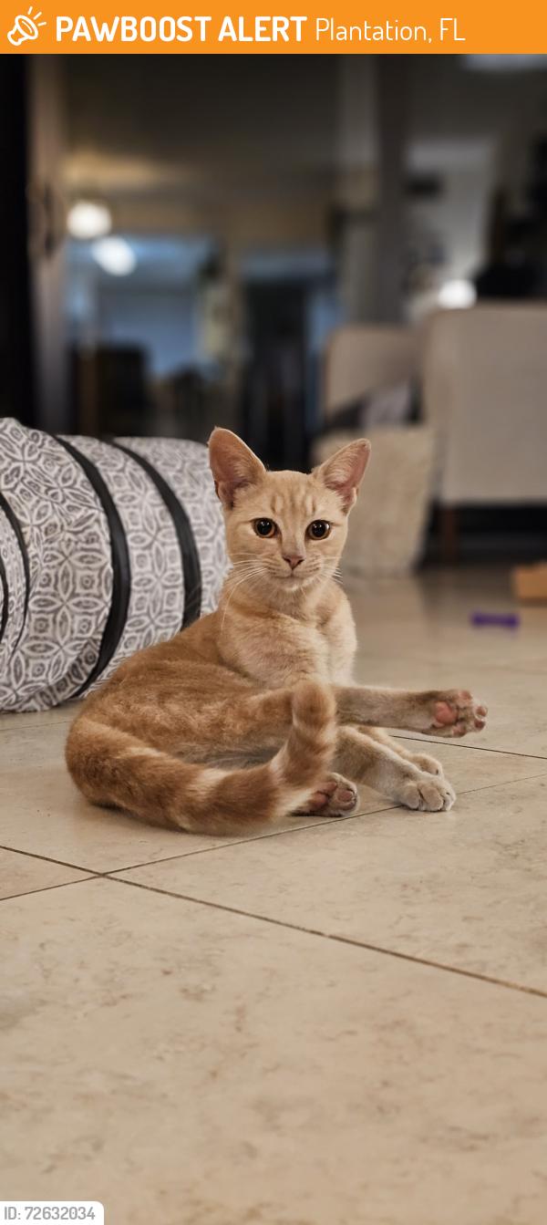 Found/Stray Female Cat last seen Commodore Drive plantation florida, Plantation, FL 33325