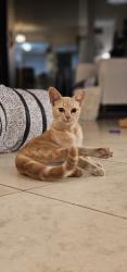 Found/Stray Female Cat last seen Commodore Drive plantation florida, Plantation, FL 33325