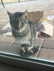 Found/Stray Male Cat last seen In champions gate, Davenport, FL 33836