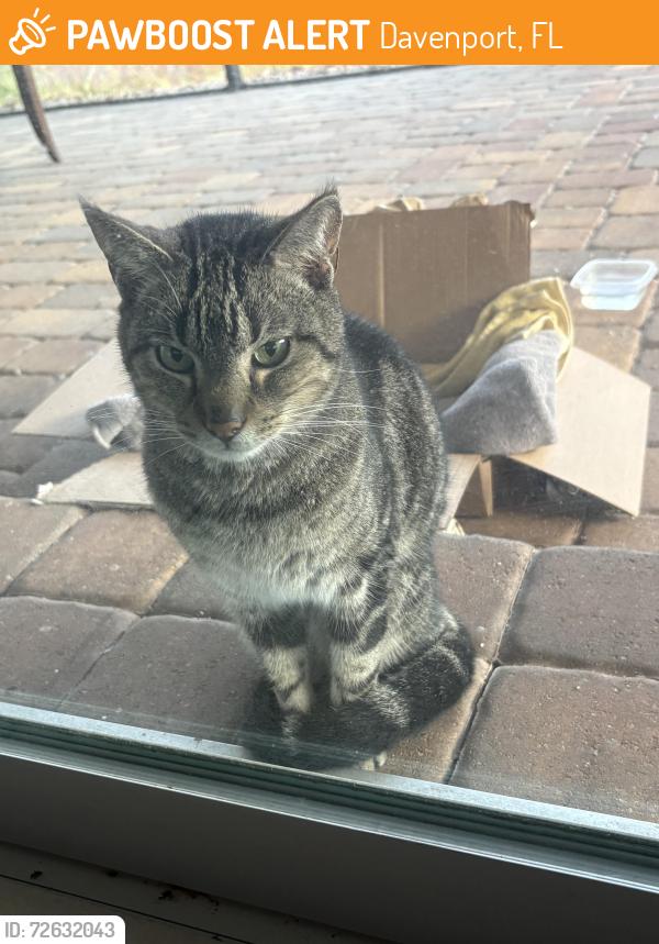 Found/Stray Male Cat last seen In champions gate, Davenport, FL 33836