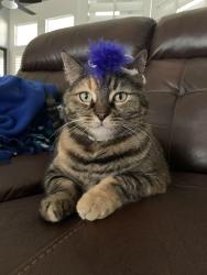 Lost Female Cat last seen Meacham/Jenkins, Bakersfield, CA 93314