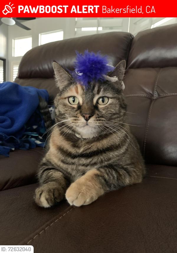 Lost Female Cat last seen Meacham/Jenkins, Bakersfield, CA 93314