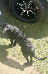 Lost Female Dog last seen Chappepeela Ridge in Amite, Amite City, LA 70422