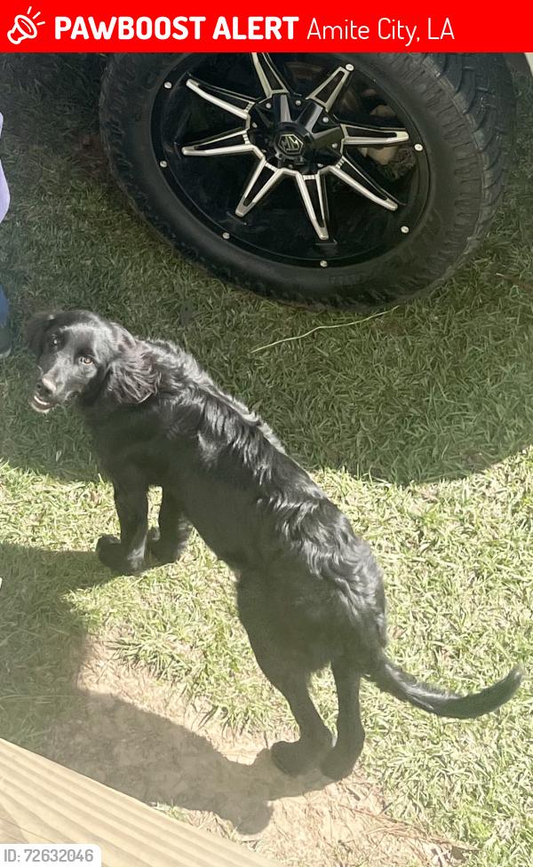 Lost Female Dog last seen Chappepeela Ridge in Amite, Amite City, LA 70422