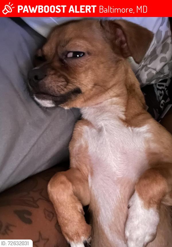 Lost Female Dog last seen Barclay st , Baltimore, MD 21218