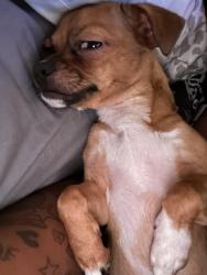 Lost Female Dog last seen Barclay st , Baltimore, MD 21218