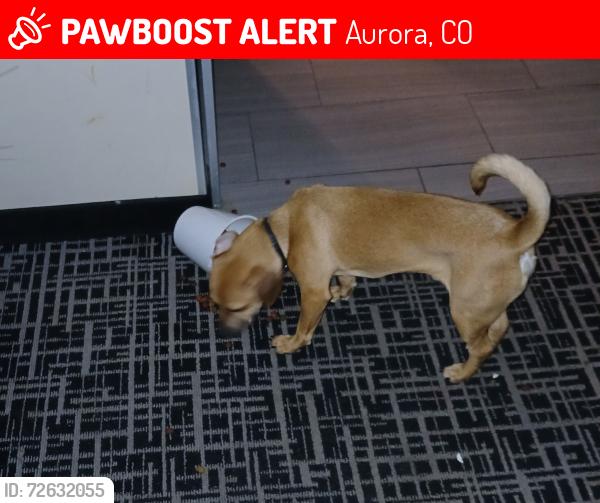 Lost Male Dog last seen Near E Mississippi Ave, Aurora, CO , Aurora, CO 80017