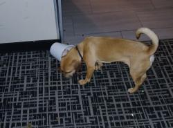 Lost Male Dog last seen Near E Mississippi Ave, Aurora, CO , Aurora, CO 80017