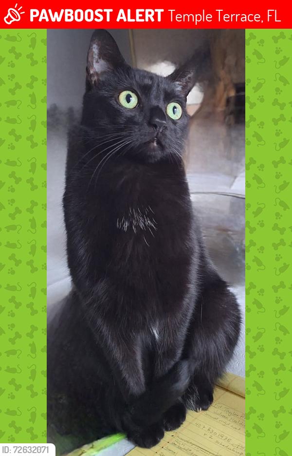 Lost Female Cat last seen Frances Arbor Villas; Jacqueline Arbor Dr. Temple Terrace, Temple Terrace, FL 33617