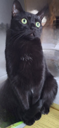 Lost Female Cat last seen Frances Arbor Villas; Jacqueline Arbor Dr. Temple Terrace, Temple Terrace, FL 33617