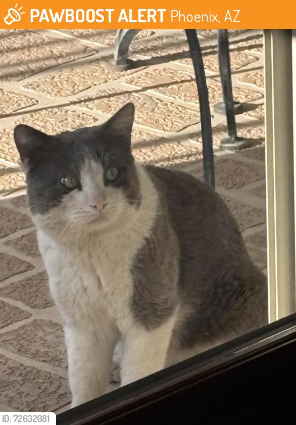 Found/Stray Unknown Cat last seen Union Hills and 12th, Phoenix, AZ 85022