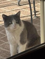 Found/Stray Unknown Cat last seen Union Hills and 12th, Phoenix, AZ 85022