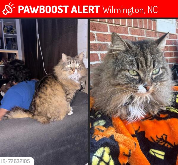 Lost Female Cat last seen Kings grant rd , Wilmington, NC 28405