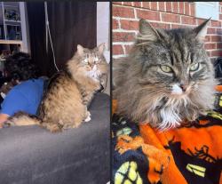 Lost Female Cat last seen Kings grant rd , Wilmington, NC 28405