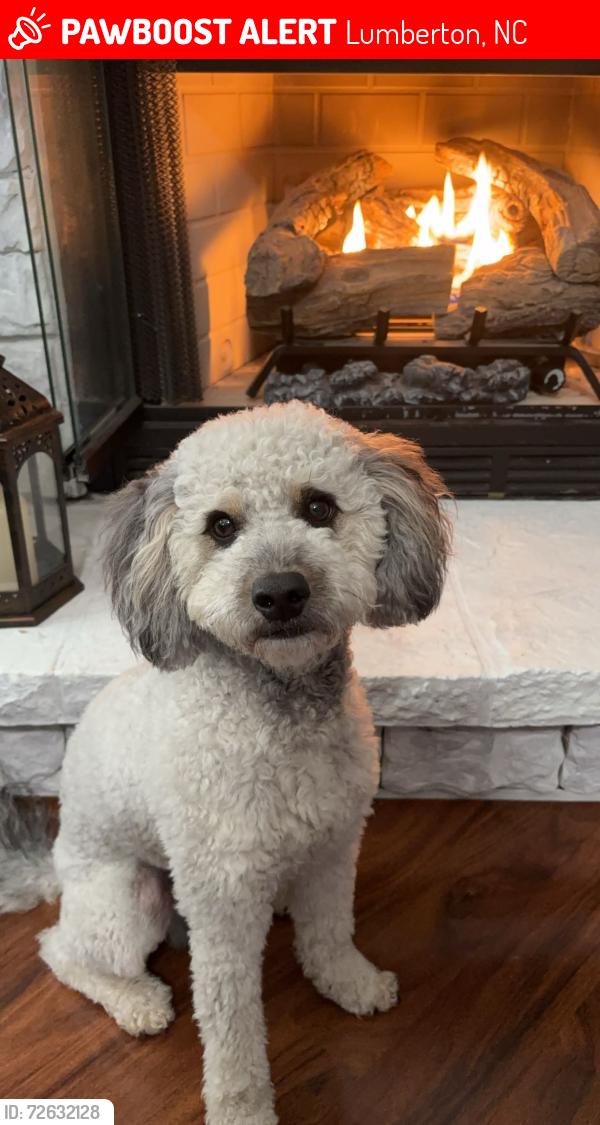 Lost Male Dog last seen Lamb road and Old Allenton Road , Lumberton, NC 28358