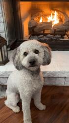 Lost Male Dog last seen Lamb road and Old Allenton Road , Lumberton, NC 28358