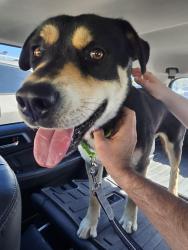 Lost Male Dog last seen Magee and Mona Lisa, Tucson, AZ 85742