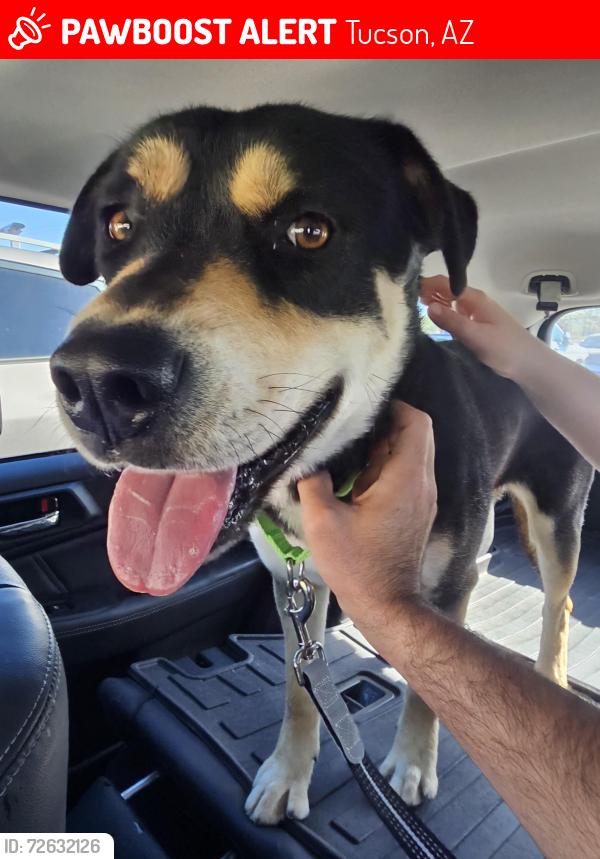 Lost Male Dog last seen Magee and Mona Lisa, Tucson, AZ 85742