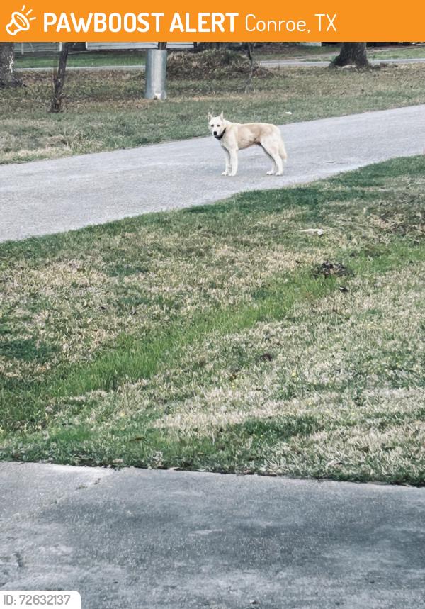 Found/Stray Unknown Dog last seen Cowan and Holder street, lawndale subdivision , Conroe, TX 77301