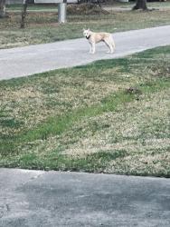 Found/Stray Unknown Dog last seen Cowan and Holder street, lawndale subdivision , Conroe, TX 77301