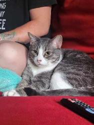 Lost Male Cat last seen Tulsa dream center, Tulsa, OK 74126