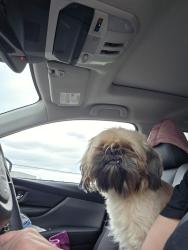 Lost Male Dog last seen Sheilds and Maple, Fresno, CA 93703