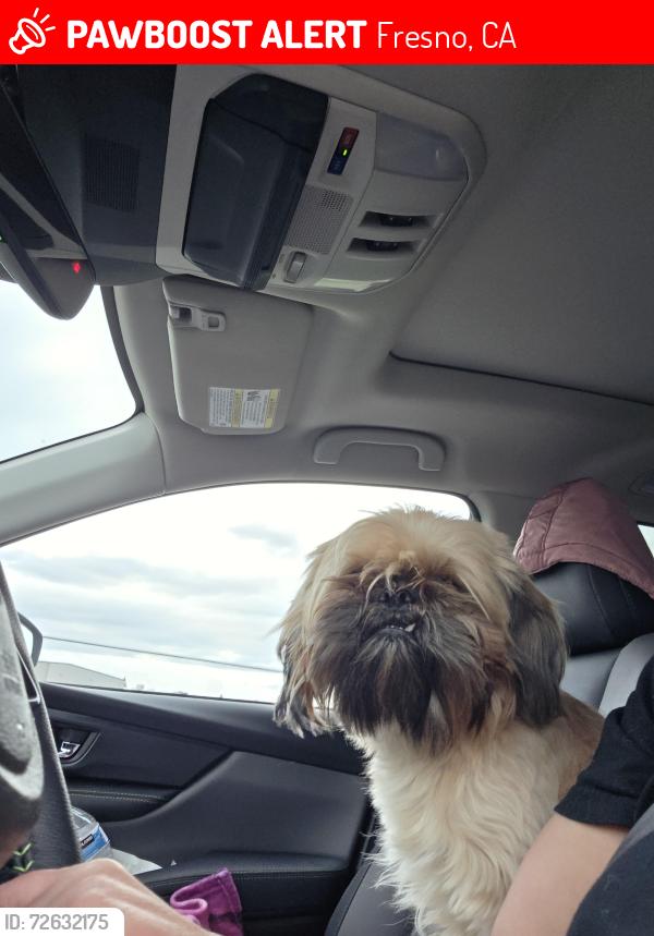 Lost Male Dog last seen Sheilds and Maple, Fresno, CA 93703