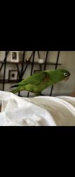 Lost Male Bird last seen Seaside of walgreens, Miami Beach, FL 33141