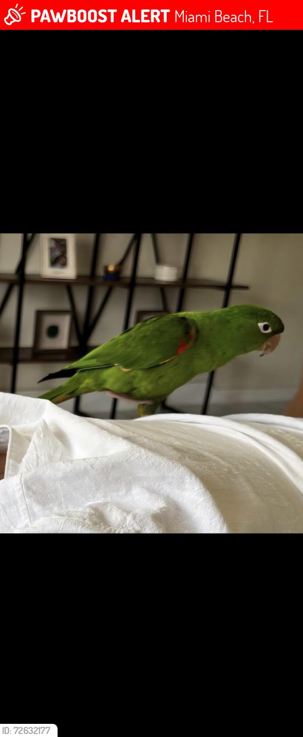 Lost Male Bird last seen Seaside of walgreens, Miami Beach, FL 33141