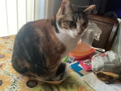 Lost Female Cat last seen Near Paradise rd, San Antonio, TX 78244