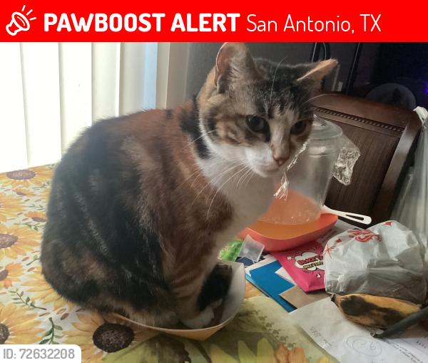 Lost Female Cat last seen Near Paradise rd, San Antonio, TX 78244
