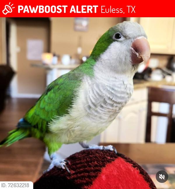 Lost Female Bird last seen Near viridian, Euless, TX 75038