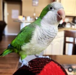 Lost Female Bird last seen Near viridian, Euless, TX 75038