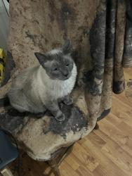 Lost Male Cat last seen Fisk and ray, Spokane, WA 99223