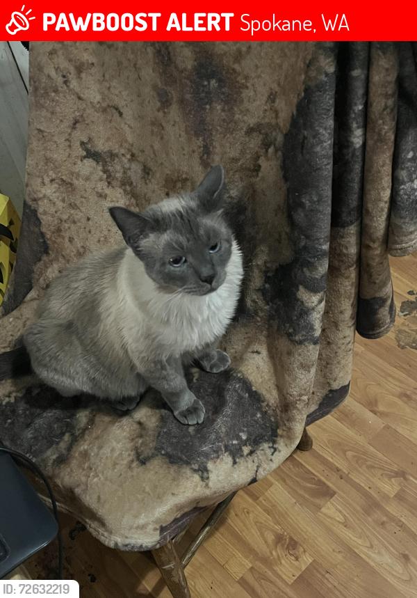 Lost Male Cat last seen Fisk and ray, Spokane, WA 99223