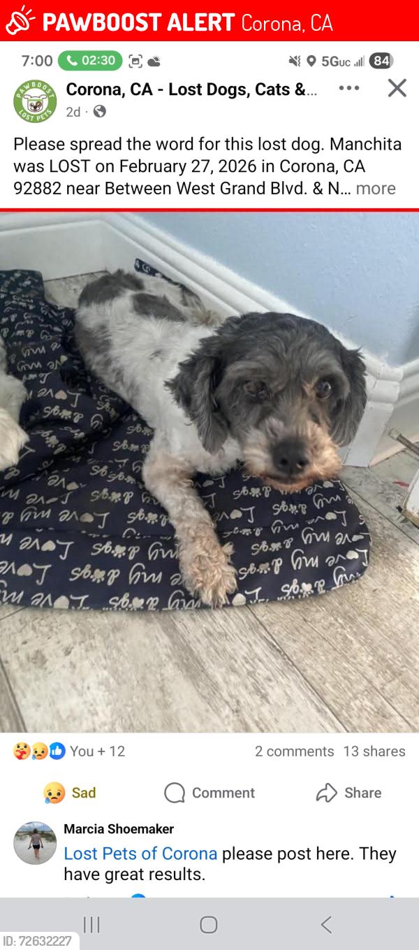 Lost Female Dog last seen North merrill st, Corona, CA 92882