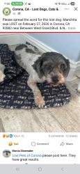 Lost Female Dog last seen North merrill st, Corona, CA 92882
