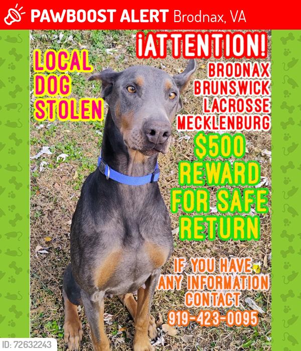 Lost Female Dog last seen Ironbridge rd Lawrenceville , Brodnax, VA 23920