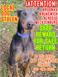 Lost Female Dog last seen Ironbridge rd Lawrenceville , Brodnax, VA 23920