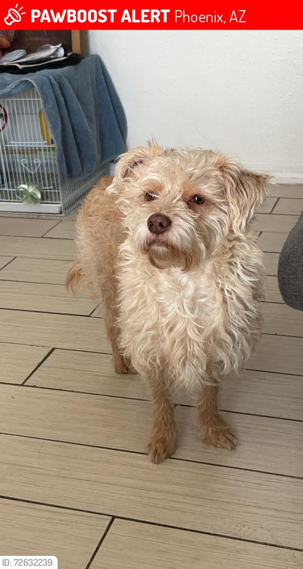 Lost Male Dog last seen 35th Ave & Encanto , Phoenix, AZ 85009