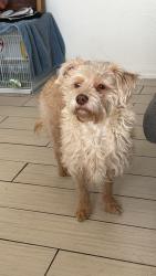 Lost Male Dog last seen 35th Ave & Encanto , Phoenix, AZ 85009