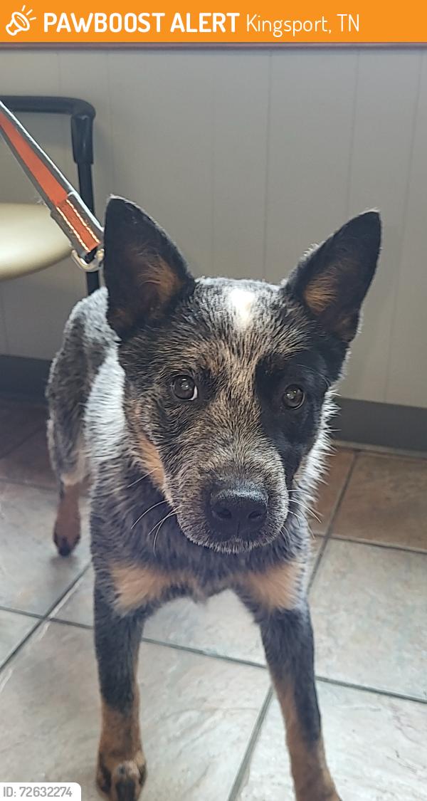 Found/Stray Male Dog last seen Mt. Carmel Tn on Ohio Ave, Kingsport, TN 37660