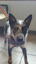 Found/Stray Male Dog last seen Mt. Carmel Tn on Ohio Ave, Kingsport, TN 37660